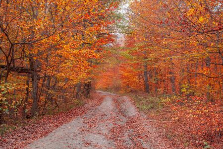 beautiful and colorful autumn forest with road 