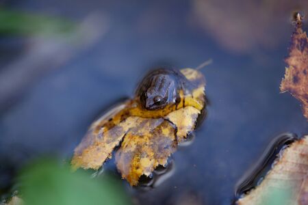 frog in yellow leaf in the water