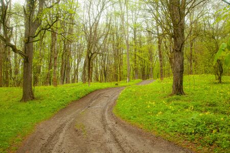 green trees in forest with  road backgroundの写真素材