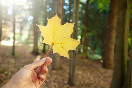 man hand in leaf in the natureの写真素材
