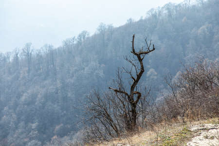 tree in forest in mountain under blue skyの写真素材