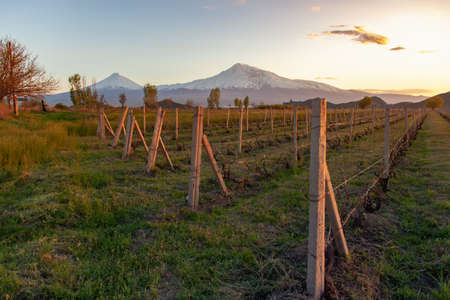 green field and Ararat mountain under skyの写真素材