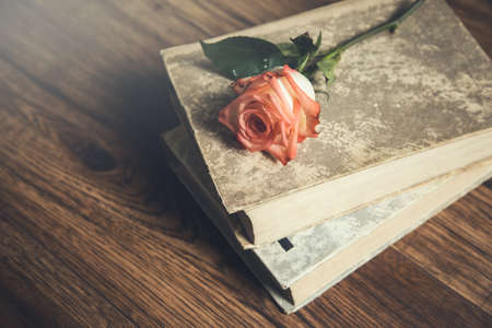 rose on books on the table background
