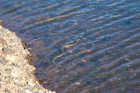 long snake in water and rocksの写真素材