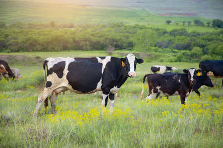 color cows in the green field background
