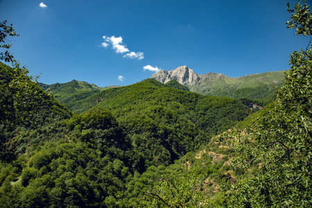 green forest in mountain under blue sky