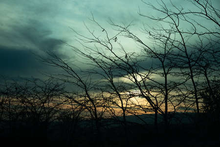 bare tree branches at the sunset background