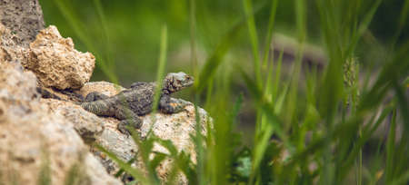 The lizard on a stone in grass backgroundの写真素材
