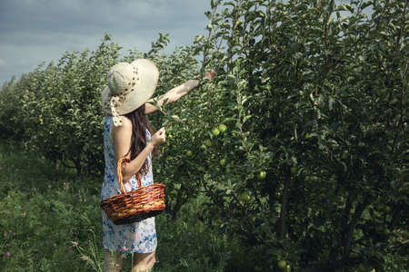 woman pick apples hand basket in garden