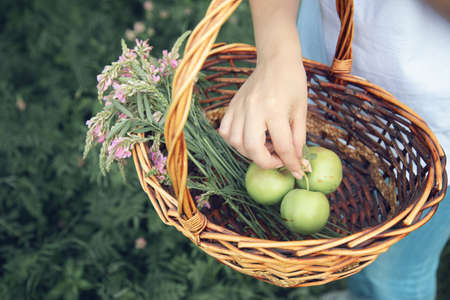 woman hand apple on basket in gardenの写真素材