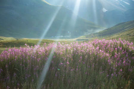 beautiful purple flowers landscape on the mountains