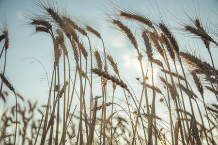 Golden wheat field with sunset natural background.