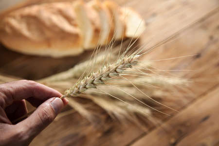 man holding wheat spike for bread