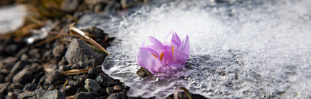 blooming purple flowers under the snowの写真素材
