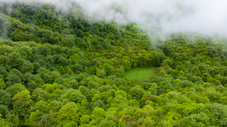 foggy mountain landscape with green forest