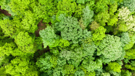 beautiful spring forest aerial drone view