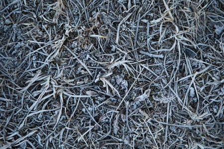 Old and dried grass background.の写真素材