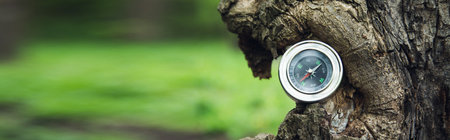 compass in tree in forest backgroundの写真素材