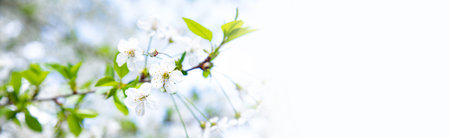 Tree in full bloom with blue sky.の写真素材