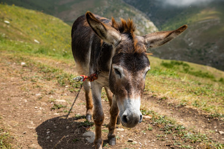 A donkey walking in mountains .