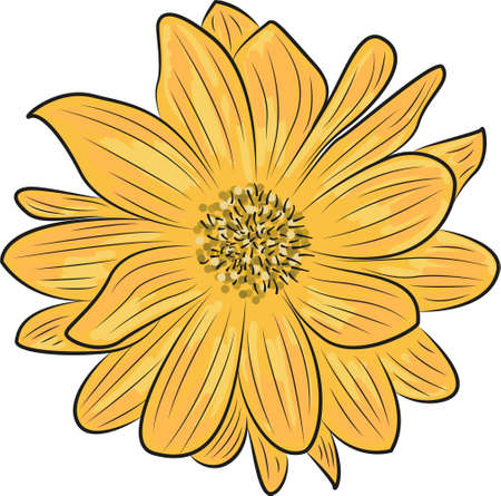 Vector bright yellow flower on a white background. Yellow chamomile close up.のイラスト素材