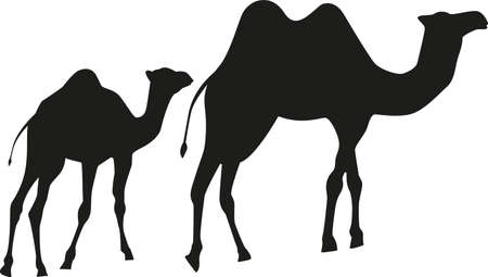 Black camels mom and baby on a white background.のイラスト素材