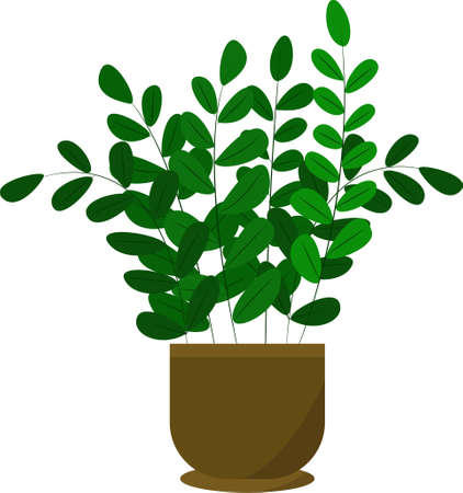 Zamioculcas in a pot. Vector green houseplant, isolated object. A plant for home, comfort and design.のイラスト素材