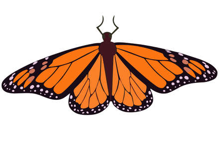 Orange butterfly close up. Vector monarch butterfly Isolated insect object.のイラスト素材