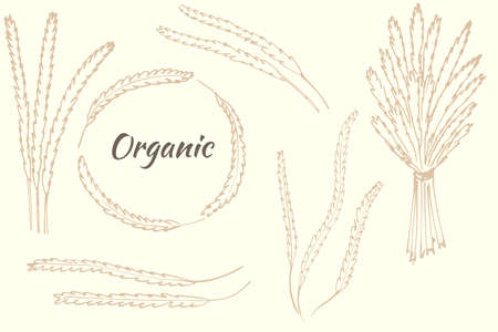 A set of spikelets, individual spikelets and a bouquet, a rim of spikelets. Vector herbs, vintage. Editable object.のイラスト素材