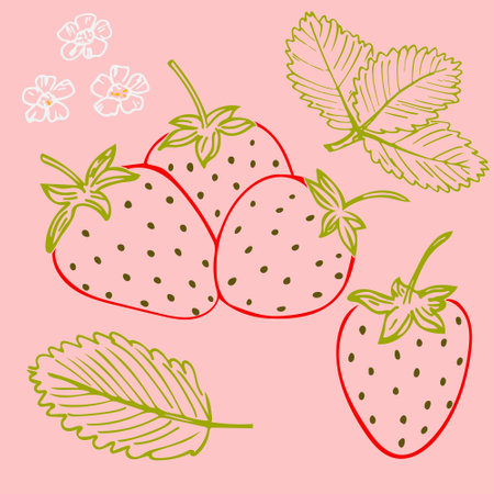 Color drawing of strawberries. Vector leaves and flowers of strawberries. Simple illustration, freehand drawing.のイラスト素材