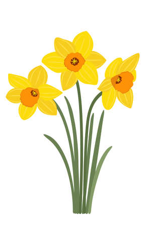 Yellow daffodils on a white background. Spring symbol, bouquet for March 8. Flowers for Easter. Yellow bright garden flowers. Vector.のイラスト素材