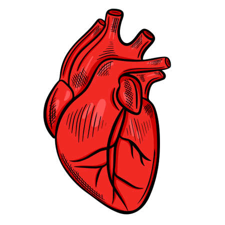 Human heart, freehand drawing. Vector, the main organ of the human body. Medical sketch of the heart.Vector.のイラスト素材