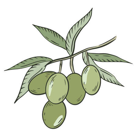 Olive tree branch, vector. Green olives with leaves. A handful of berries. Olive oilseeds. Hand drawing.のイラスト素材