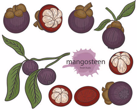 Mangosteen set vector. Isolated purple exotic tropical fruits. Asian sweet natural foods. Collection, whole mangosteen and half, on a branch with leaves. Hand drawing, sketch.のイラスト素材