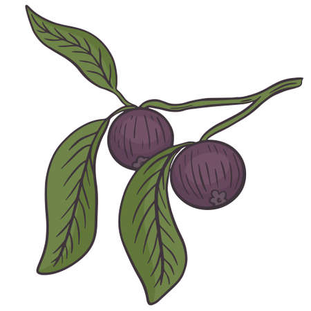 Mangosteen fruits on a branch with leaves, vector. Asian purple sweet fruit. Hand drawing. Isolated colored object.のイラスト素材