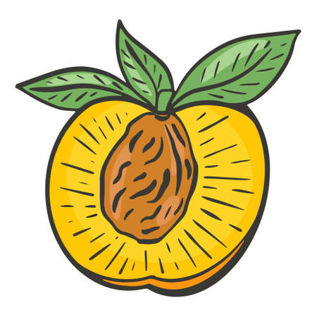 Half peach with a sheet, vector. Sliced fruit, part with a bone. Healthy organic natural food. Hand drawing single peach.のイラスト素材