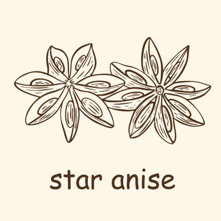 Vintage hand engraved star anise seasoning. Vector illustration of inflorescence of aromatic flavoring natural ingredient. Isolated drawn object.のイラスト素材