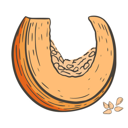 Sliced piece of pumpkin with seeds sketch, vector illustration. Piece of autumn orange vegetable, isolated object. Bright colorful drawn autumn pumpkin, harvest.のイラスト素材