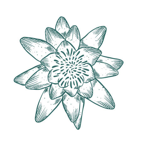 Water line sketch, hand engraved. Blooming single flower, isolated object. Lotus, vector vintage illustration.のイラスト素材