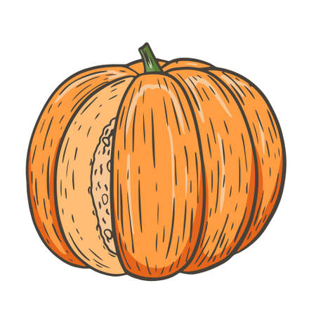 Round single orange pumpkin, autumn harvest. Fall vegetable, traditional for Thanksgiving. Hand engraved, vector illustration.のイラスト素材