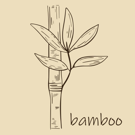Bamboo stem with leaves isolated object. Hand engraving, sketch. Vector illustration.のイラスト素材