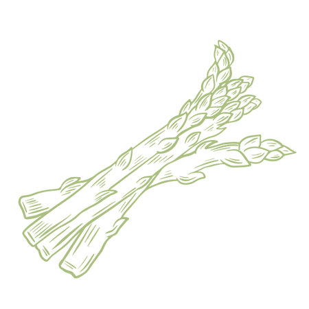 Cut asparagus pods sketch, vector illustration. Several asparagus lie, isolated object. Healthy plant foods. Hand engraving.のイラスト素材
