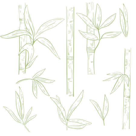 Set of stems of bamboo leaves hand engraving, vector illustration. Collection tropical grass, sketch. Asian botanical elements, ecological material.のイラスト素材