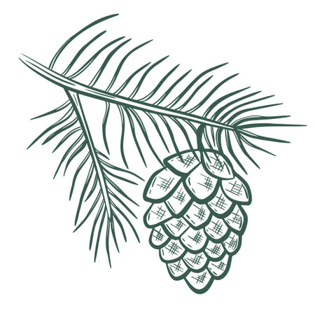 Pinecone on a branch vintage sketch isolated object. Pine cone on a twig with needles, hand drawn sketch, vector illustrationのイラスト素材