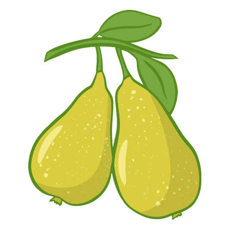Ripe pears on branch with leaves isolated illustration. Couple of fruits harvest. Drawn pears vectorのイラスト素材