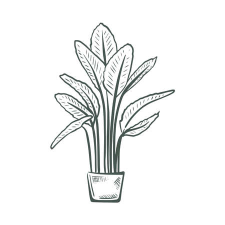 Indoor plant in pot hand engraved. Hand drawn sketch houseplant. Silhouette natural home plant decoration for room interior vector illustrationのイラスト素材
