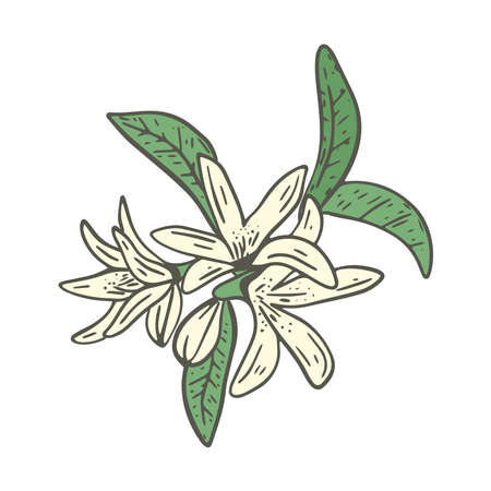 Blossoming citrus tree vector illustration. Delicate little flowers on deciduous twig. Floral botanical fruit tree branch. Lemon spring flowering bush isolated objectのイラスト素材