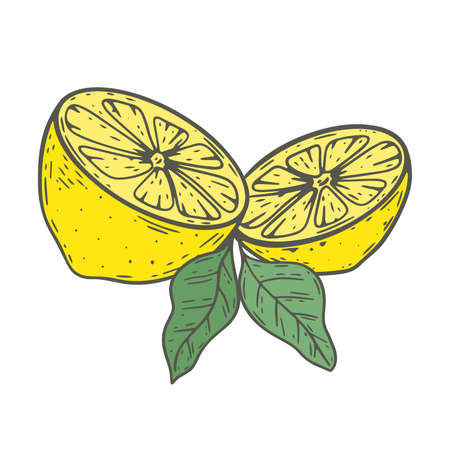 Lemon cut in half vector illustration. Citrus fruits hand drawn composition. yellow lemons healthy organic foodのイラスト素材