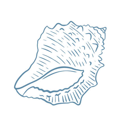 Sea shell hand drawn engraving vector illustration. Sketch single oceanic mollusk. Sea underwater inhabitant isolated objectのイラスト素材