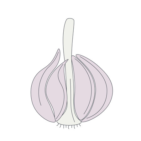 Head garlic isolated vector illustration. Simple image garlic spice. Culinary ingredient on white background. vegetable color iconのイラスト素材